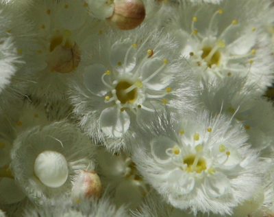 Verticordia roei, photographed by Margaret Langley