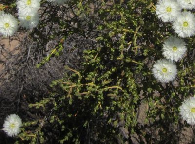Verticordia roei, photographed by Margaret Langley