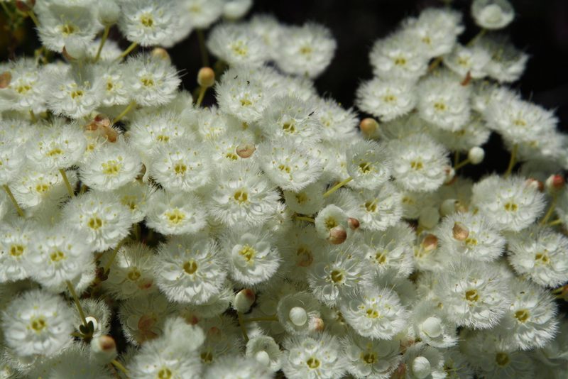 Verticordia roei, photographed by Margaret Langley