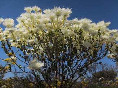 Verticordia roei, photographed by Margaret Langley