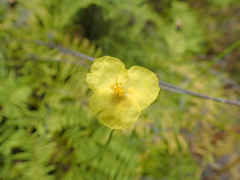 Xyris operculata, photographed by Mitch Van Dyke