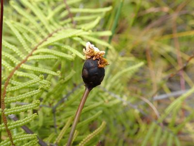 Xyris operculata, photographed by Mitch Van Dyke