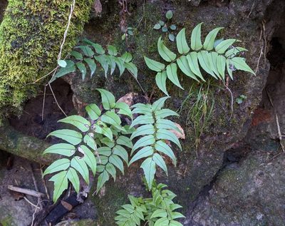 Cyrtomium fortunei, photographed by Philip Vanbergen