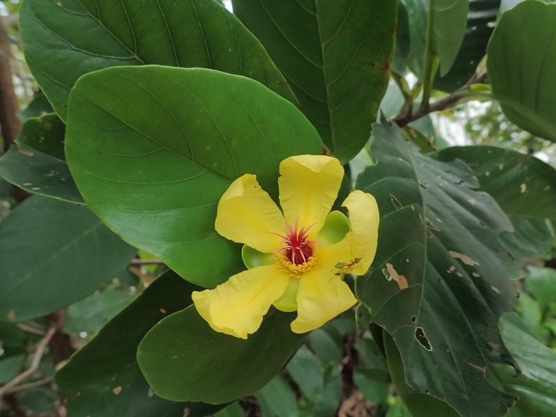Dillenia alata, photographed by Mitch Van Dyke