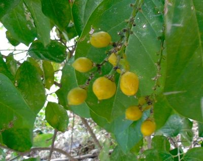Bunchosia palmeri, photographed by Francisco Farriols Sarabia