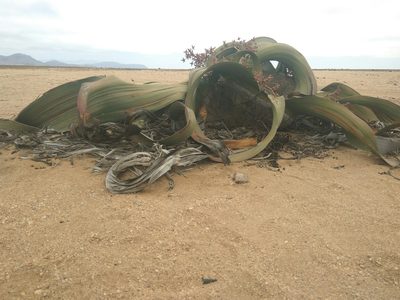 Welwitschia mirabilis, photographed by marius