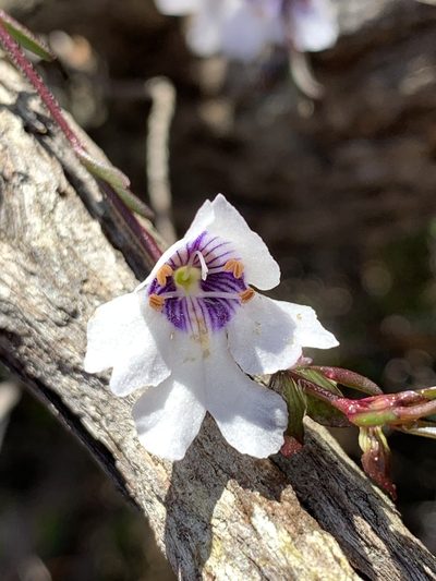 Prostanthera saxicola, photographed by Guy Taseski