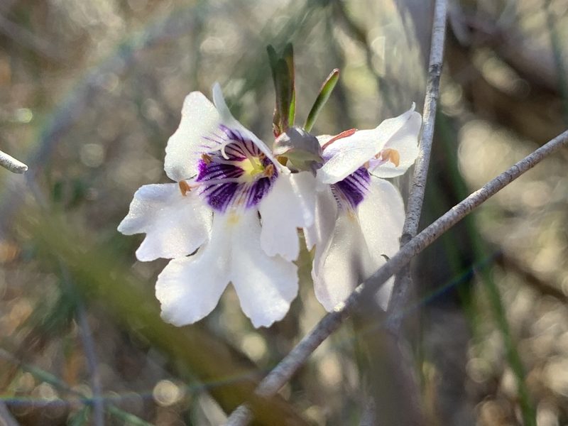 Prostanthera saxicola, photographed by Guy Taseski