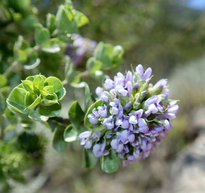 Psoralea acuminata, photographed by Di Turner