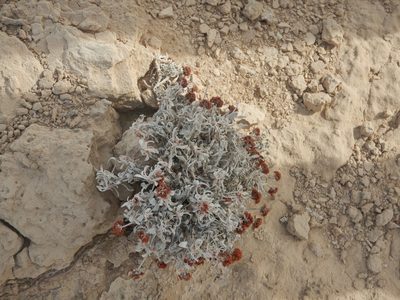 Eriogonum pauciflorum, photographed by Parker Hopkins