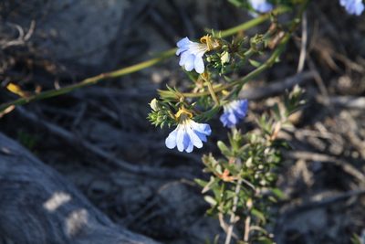 Leschenaultia heteromera, photographed by Margaret Langley
