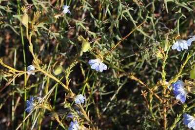 Leschenaultia heteromera, photographed by Margaret Langley