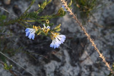 Leschenaultia heteromera, photographed by Margaret Langley