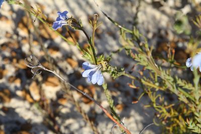 Leschenaultia heteromera, photographed by Margaret Langley