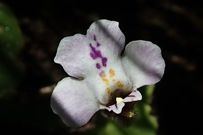 Diclis reptans, photographed by Peter Warren