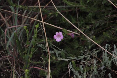 Graderia subintegra, photographed by Tony Rebelo
