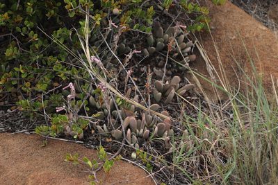 Adromischus umbraticola, photographed by Tony Rebelo