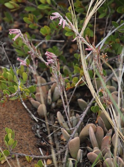 Adromischus umbraticola, photographed by Tony Rebelo