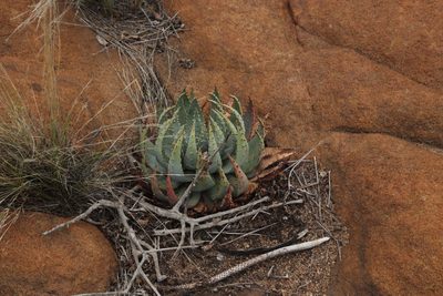 Aloe peglerae, photographed by Tony Rebelo