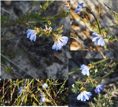Leschenaultia heteromera, photographed by Margaret Langley