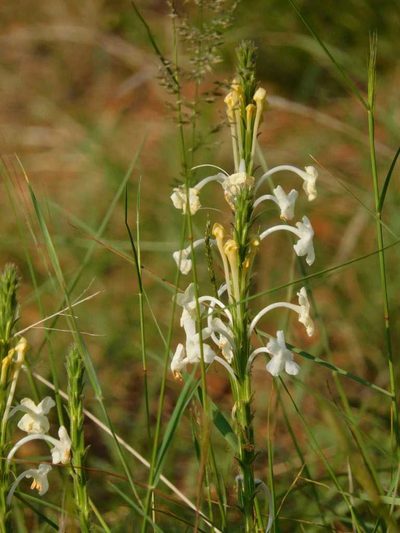 Chascanum hederaceum, photographed by Andrew Deacon
