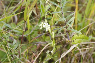 Silene tatarica, photographed by Константин Селивёрстов