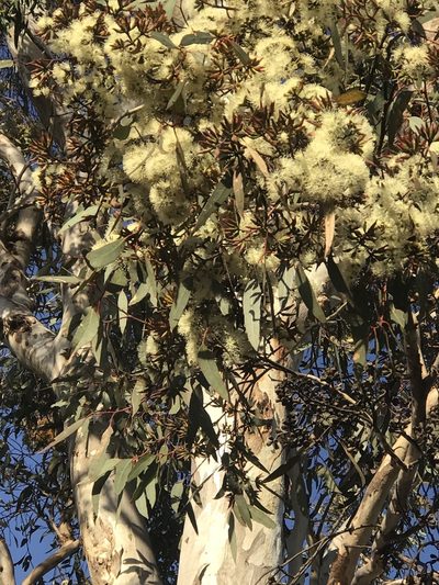 Eucalyptus wandoo, photographed by hjcjim