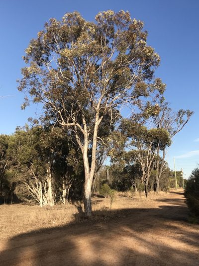 Eucalyptus wandoo, photographed by hjcjim