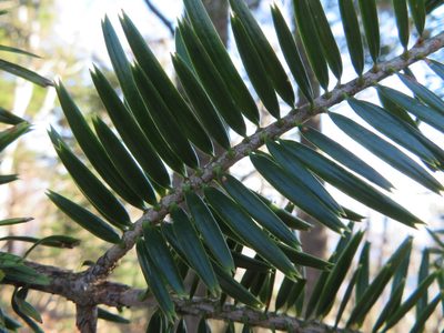 Abies firma, photographed by Marco Mussita