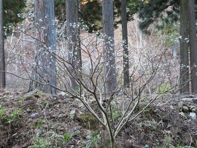 Edgeworthia chrysantha, photographed by Marco Mussita