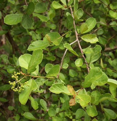 Ehretia amoena, photographed by Wynand Uys