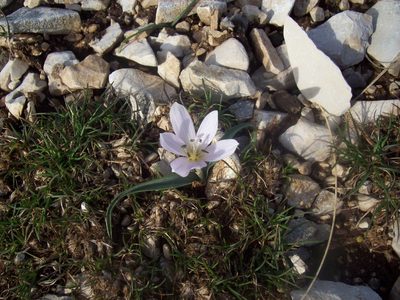 Colchicum hungaricum, photographed by Dmitriy Bochkov