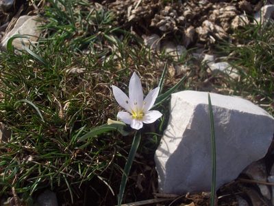 Colchicum hungaricum, photographed by Dmitriy Bochkov