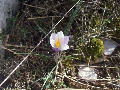 Crocus weldenii, photographed by Dmitriy Bochkov