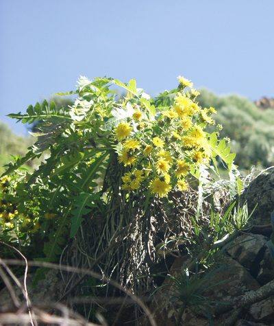 Sonchus hierrensis, photographed by Ina Siebert