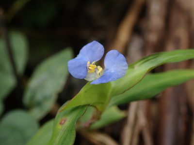 Commelina auriculata, photographed by Meng-Ying Tsai