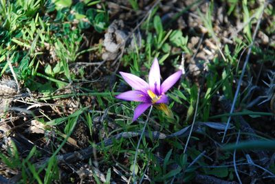 Romulea tempskyana, photographed by Dmitriy Bochkov
