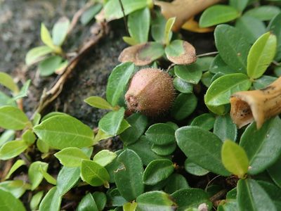 Ficus vaccinioides, photographed by Meng-Ying Tsai