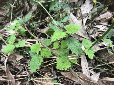 Urtica thunbergiana, photographed by Cheng-Tao Lin