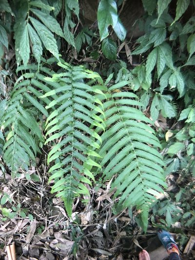 Reholttumia truncata, photographed by Cheng-Tao Lin