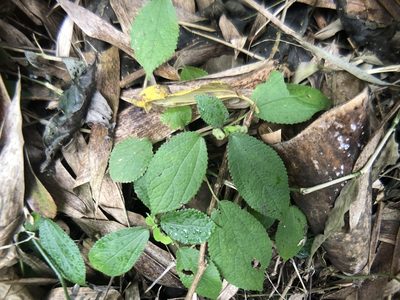 Boehmeria pilosiuscula, photographed by Cheng-Tao Lin