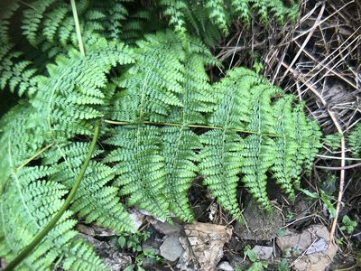 Dennstaedtia scandens, photographed by Cheng-Tao Lin
