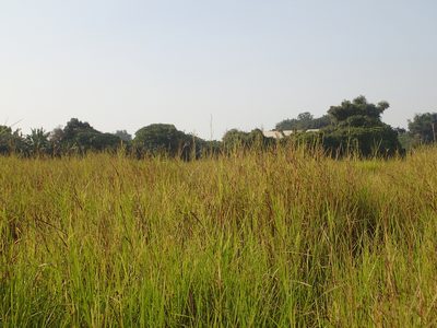 Hemarthria compressa, photographed by 葉子
