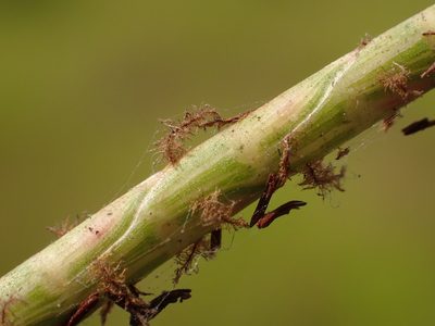 Hemarthria compressa, photographed by 葉子