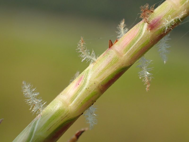 Hemarthria compressa, photographed by 葉子