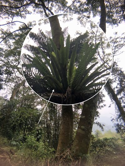 Asplenium antiquum, photographed by Cheng-Tao Lin