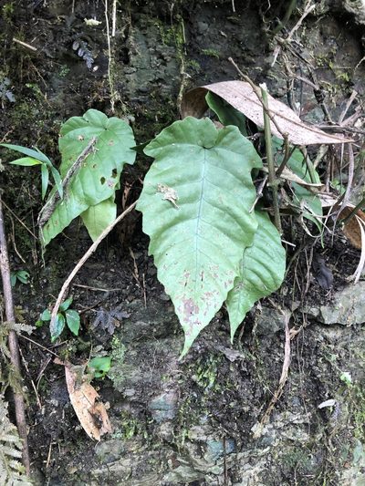 Tectaria polymorpha, photographed by Cheng-Tao Lin