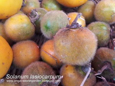 Solanum lasiocarpum, photographed by Ong Jyh Seng