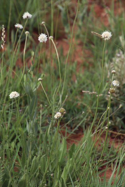 Cephalaria zeyheriana, photographed by Tony Rebelo