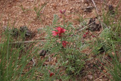 Indigofera oxytropis, photographed by Tony Rebelo